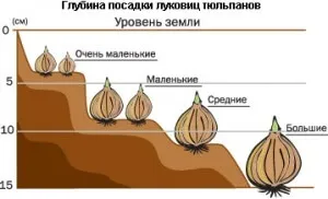 Чи можна садити тюльпани навесні нюанси і правила посадки (тюльпани) Чи можна садити тюльпани навесні нюанси і правила посадки