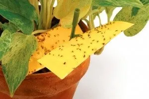 Мошки на кухні - як з ними боротися (як вивести мошок з квіткових горщиків) Мошки на кухні - як з ними боротися