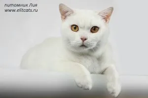 Чи можна кішці давати гречку, котячий помічник (можна) Чи можна кішці давати гречку, котячий помічник