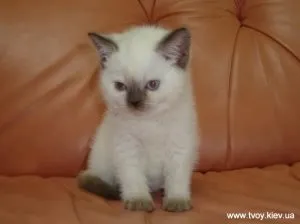 Чи можна кішці давати гречку, котячий помічник (можна) Чи можна кішці давати гречку, котячий помічник