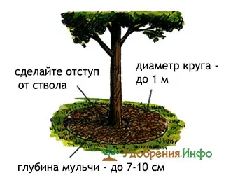 Мульчування грунту (мульча) тирсою, травою, сіном, корою, торфом (мульчування) Мульчування грунту (мульча) тирсою, травою, сіном, корою, торфом