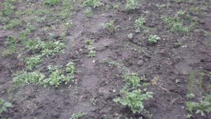 Чи можна очікувати врожай від викопаєшся восени картоплі