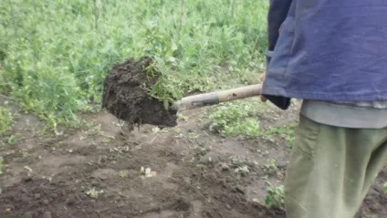 Чи можна очікувати врожай від викопаєшся восени картоплі