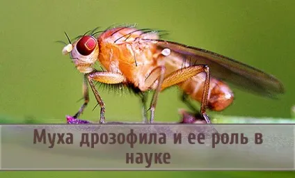 Муха дрозофіла і її роль в науці (дрозофіла) Муха дрозофіла і її роль в науці