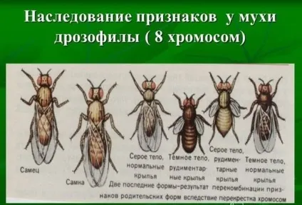 Муха дрозофіла (плодова мушка) фото, скільки живуть, як з'являються, де беруться (муха) Муха дрозофіла (плодова мушка) фото, скільки живуть, як з'являються, де беруться