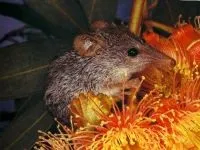 Комахоїдні (insectivora) їжакові, їжачки, тенреки, щетинистий їжаки, златокротовие, слонові землерийки, (слонові землерийки) Комахоїдні (insectivora) їжакові, їжачки, тенреки, щетинистий їжаки, златокротовие, слонові землерийки,
