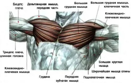 накачати груди