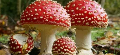 Настоянка з мухоморів для лікування суглобів (мухоморів) Настоянка з мухоморів для лікування суглобів