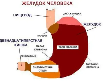 Недостатність кардії шлунка - що це таке (недостатність) Недостатність кардії шлунка - що це таке