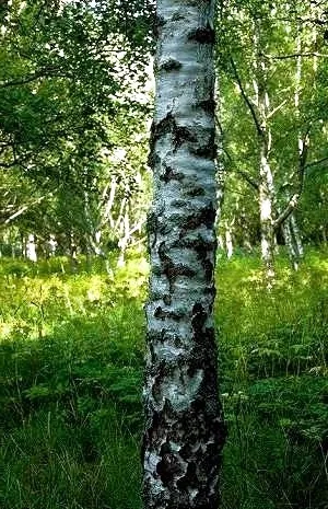 Чи не горіхом єдиним