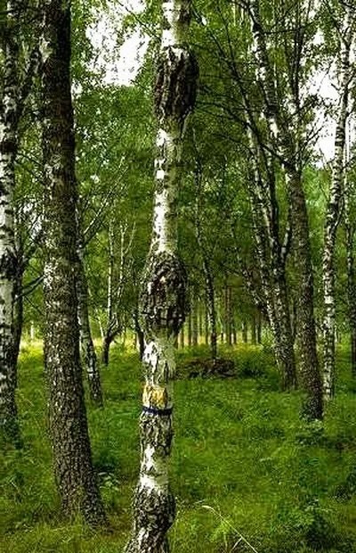Чи не горіхом єдиним