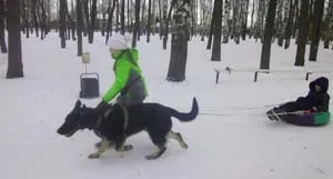 Об'єднання «кінологи»