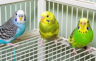 Чи потрібно накривати папугу на ніч (ніч) Чи потрібно накривати папугу на ніч