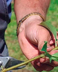 обрізка верби