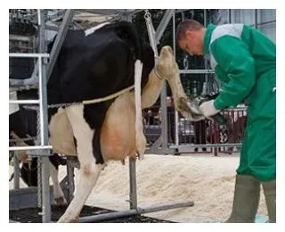 Обрізка копит у корів - agrodelo