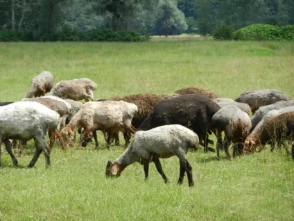 Огляд овець Едільбаєвськая породи повна характеристика з фото і відгуками (фото) Огляд овець Едільбаєвськая породи повна характеристика з фото і відгуками