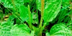 Кульбаба лікувальні властивості, застосування, фото (фото) Кульбаба лікувальні властивості, застосування, фото