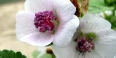 Кульбаба лікувальні властивості, застосування, фото (лікувальні) Кульбаба лікувальні властивості, застосування, фото
