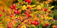 Кульбаба лікувальні властивості, застосування, фото (властивості) Кульбаба лікувальні властивості, застосування, фото