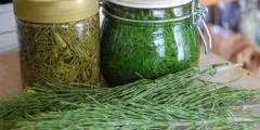 Кульбаба лікувальні властивості, застосування, фото (лікувальні властивості застосування) Кульбаба лікувальні властивості, застосування, фото