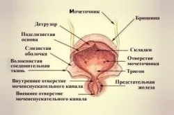 Операція при нетриманні сечі (tvt-o) (про операції) Операція при нетриманні сечі (tvt-o)