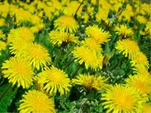Кульбаба лікувальні властивості, застосування, фото (властивості) Кульбаба лікувальні властивості, застосування, фото