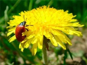 Кульбаба лікувальні властивості, застосування, фото (застосування) Кульбаба лікувальні властивості, застосування, фото