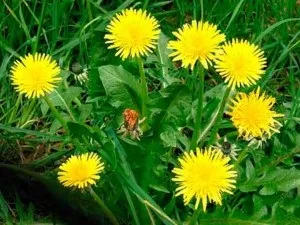 Кульбаба лікувальні властивості, застосування, фото (властивості) Кульбаба лікувальні властивості, застосування, фото