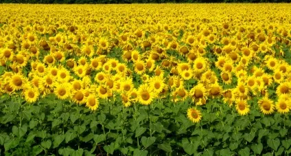 Однорічний соняшник де ростуть, застосування стебла і листя, корисні властивості і (ростуть) Однорічний соняшник де ростуть, застосування стебла і листя, корисні властивості і