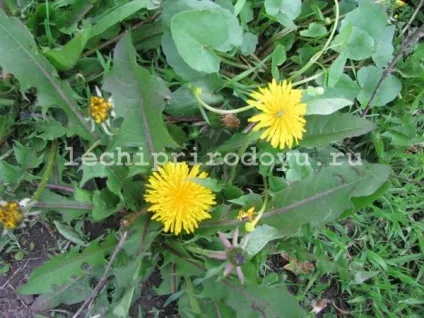 Кульбаба для обличчя 1