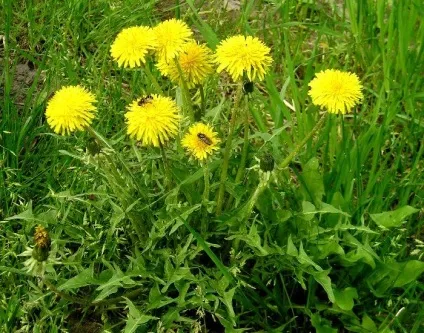 Кульбаба лікарська - симптоми і лікування народними засобами в домашніх умовах