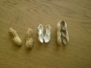 Горішки з передбаченнями своїми руками (передбаченнями) Горішки з передбаченнями своїми руками