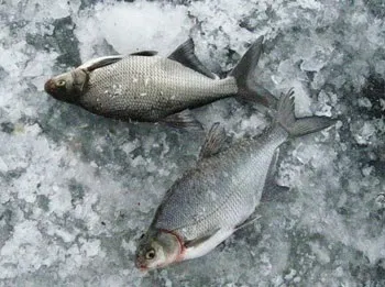 Основні прийоми лову неводом рибалка, невід статті про полювання і риболовлю (неводом) Основні прийоми лову неводом рибалка, невід статті про полювання і риболовлю