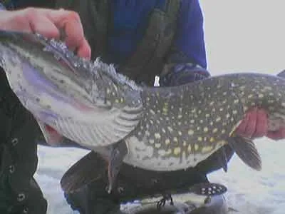 Основні прийоми лову неводом рибалка, невід статті про полювання і риболовлю (неводом) Основні прийоми лову неводом рибалка, невід статті про полювання і риболовлю