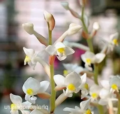Орхідея лудізія корисні кімнатні рослини (лудізія) Орхідея лудізія корисні кімнатні рослини