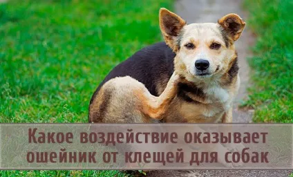 Нашийник від кліщів для собак (значно знижує ризик) Нашийник від кліщів для собак