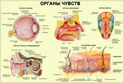 Органи відчуттів