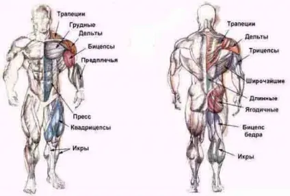 Основні групи м'язів і вправи на них (основні групи м'язів) Основні групи м'язів і вправи на них