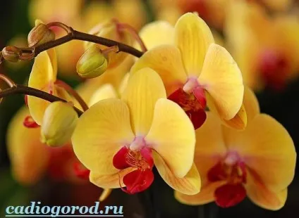 Орхідея квітка
