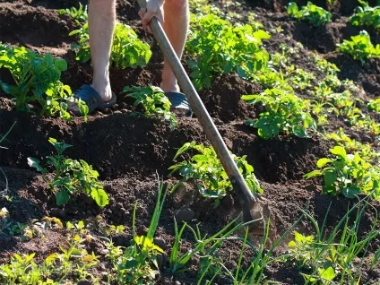 Органічне землеробство плоскорез замість культиватора (город) Органічне землеробство плоскорез замість культиватора