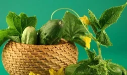 Отруєння солоними огірками причини, симптоми, лікування, профілактика