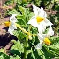 Панкреатит - як відновити підшлункову залозу народними засобами (панкреатит) Панкреатит - як відновити підшлункову залозу народними засобами