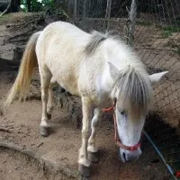 Paradise park and farm samui