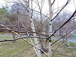 Панкреатит - як відновити підшлункову залозу народними засобами (засіб для лікування підшлункової залози) Панкреатит - як відновити підшлункову залозу народними засобами
