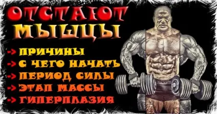 Відстаючі м'язи що і коли робити, методологічні вказівки для тренування відстаючих м'язових (тренування) Відстаючі м'язи що і коли робити, методологічні вказівки для тренування відстаючих м'язових
