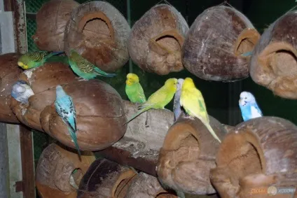 Paradise park farm на Самуї, своїм ходом (thailand) Paradise park farm на Самуї, своїм ходом