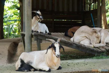 Paradise park farm на Самуї, своїм ходом (excursions) Paradise park farm на Самуї, своїм ходом