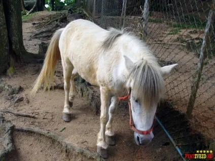 Paradise park and farm samui
