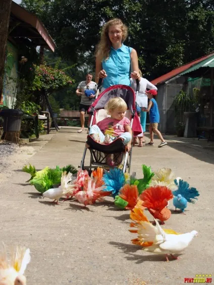 Paradise park and farm samui