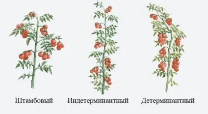 Пасинкування помідорів в теплиці способи формування індетермінантних, детермінантних і штамбових (пасинкування помідорів в теплиці томатів пасинок квіткова кисть індетермінантні детермінантні штамбові кущі способи формування) Пасинкування помідорів в теплиці способи формування індетермінантних, детермінантних і штамбових